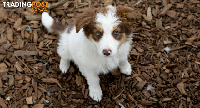 ONLY 4 LEFT Border Collie Puppies ready to go NOW!