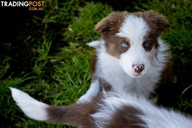 ONLY 3 LEFT Border Collie Puppies ready to go NOW!