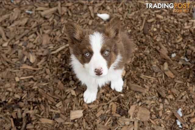 ONLY 4 LEFT Border Collie Puppies ready to go NOW!