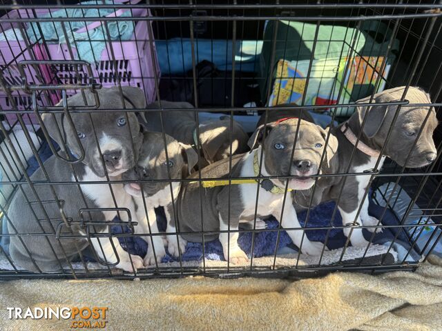 Blue American staffy puppies