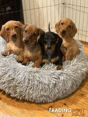 Miniature Smooth Dachshunds