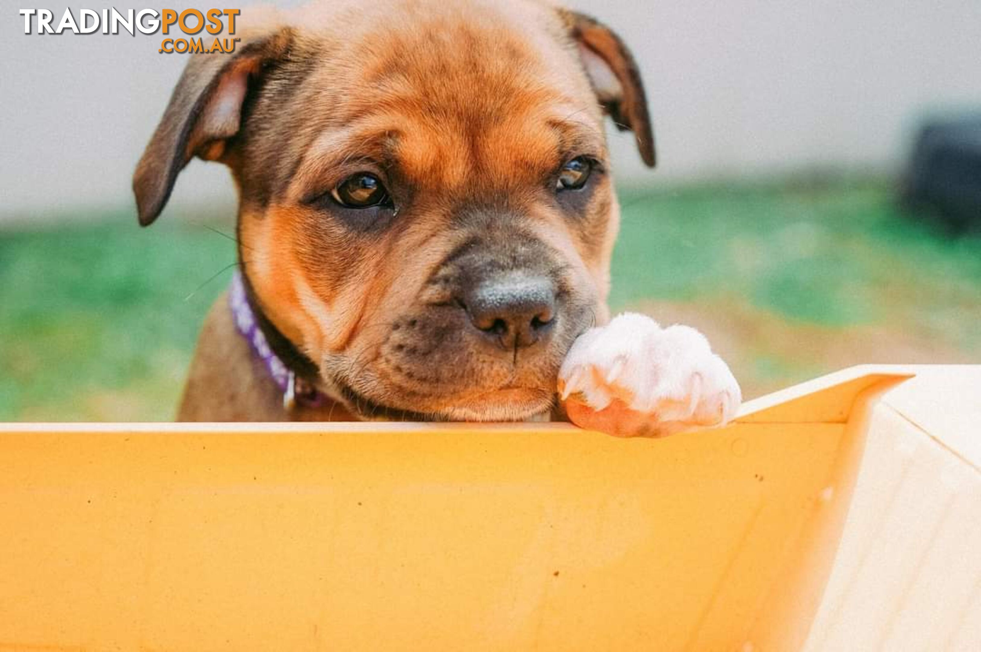 Purebred English Staffy Pups