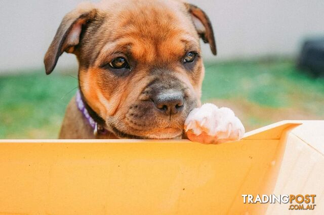 Purebred English Staffy Pups