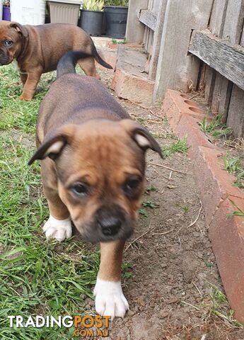 Purebred English Staffy Pups