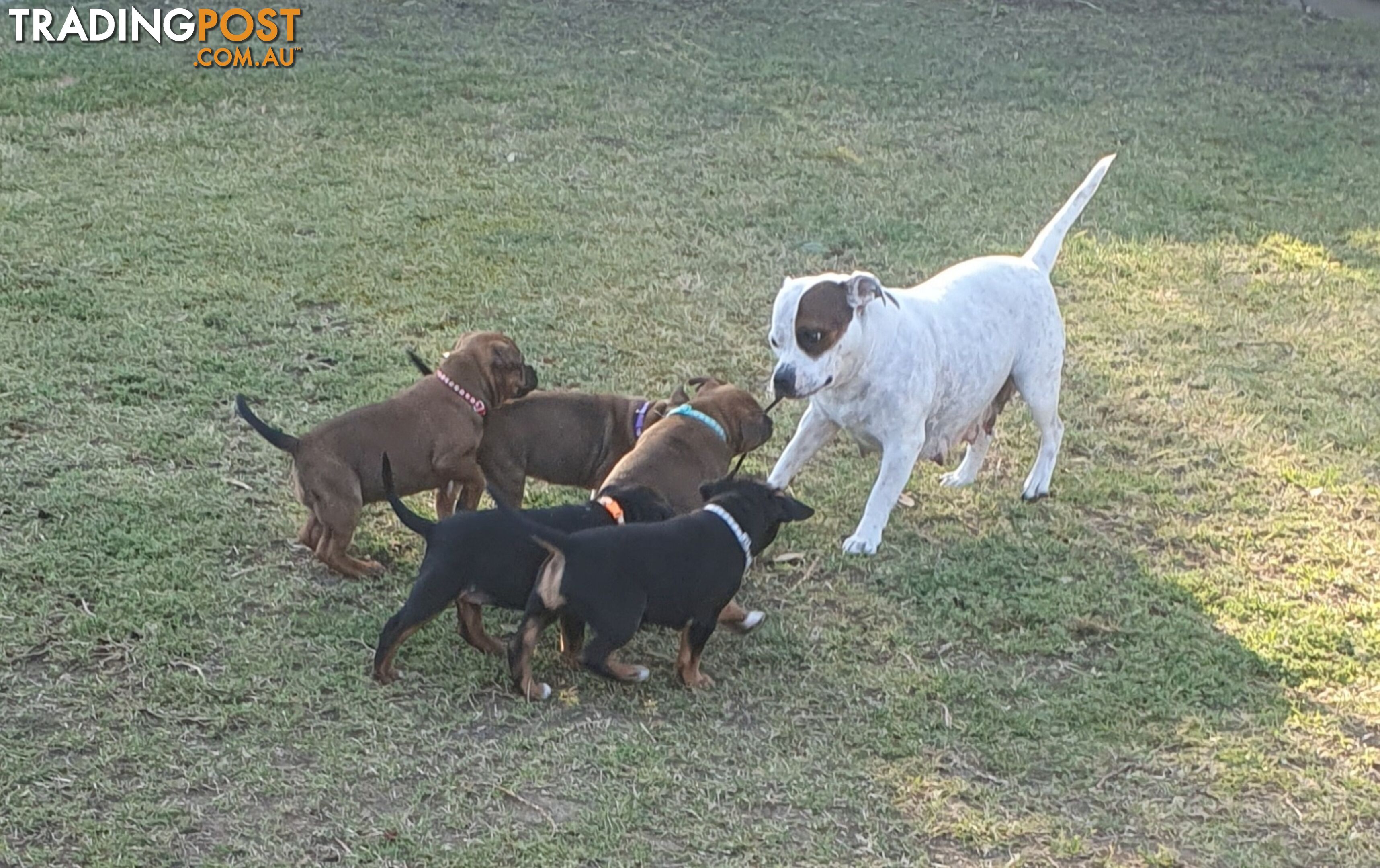 Purebred English Staffy Pups