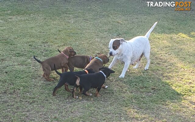 Purebred English Staffy Pups