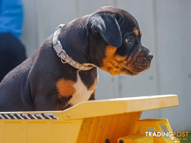 Purebred English Staffy Pups