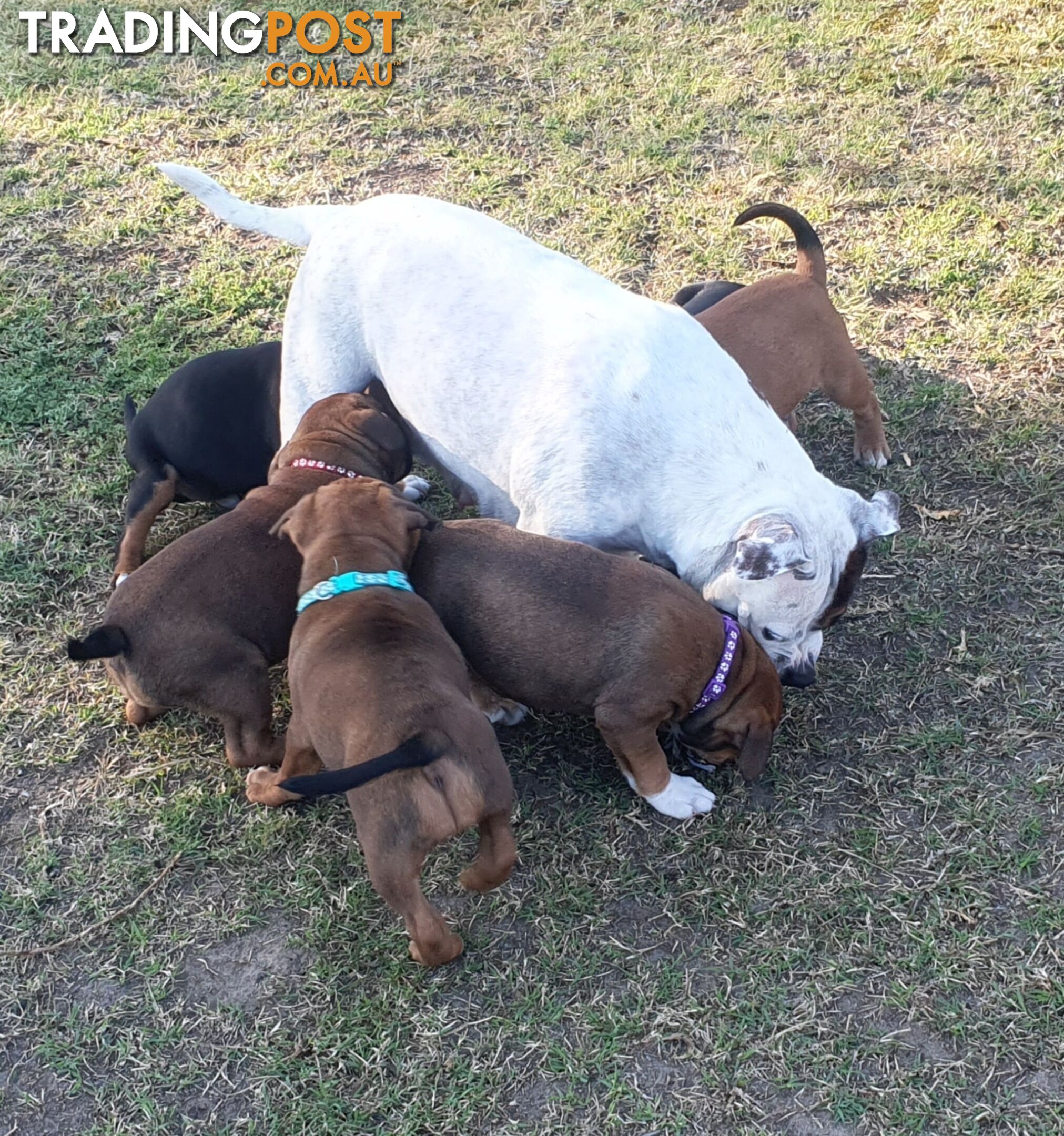 Purebred English Staffy Pups