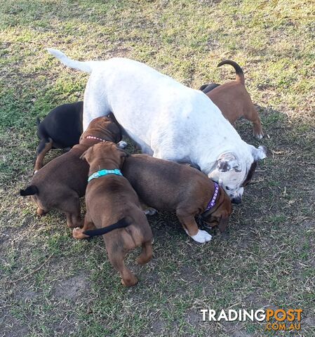 Purebred English Staffy Pups