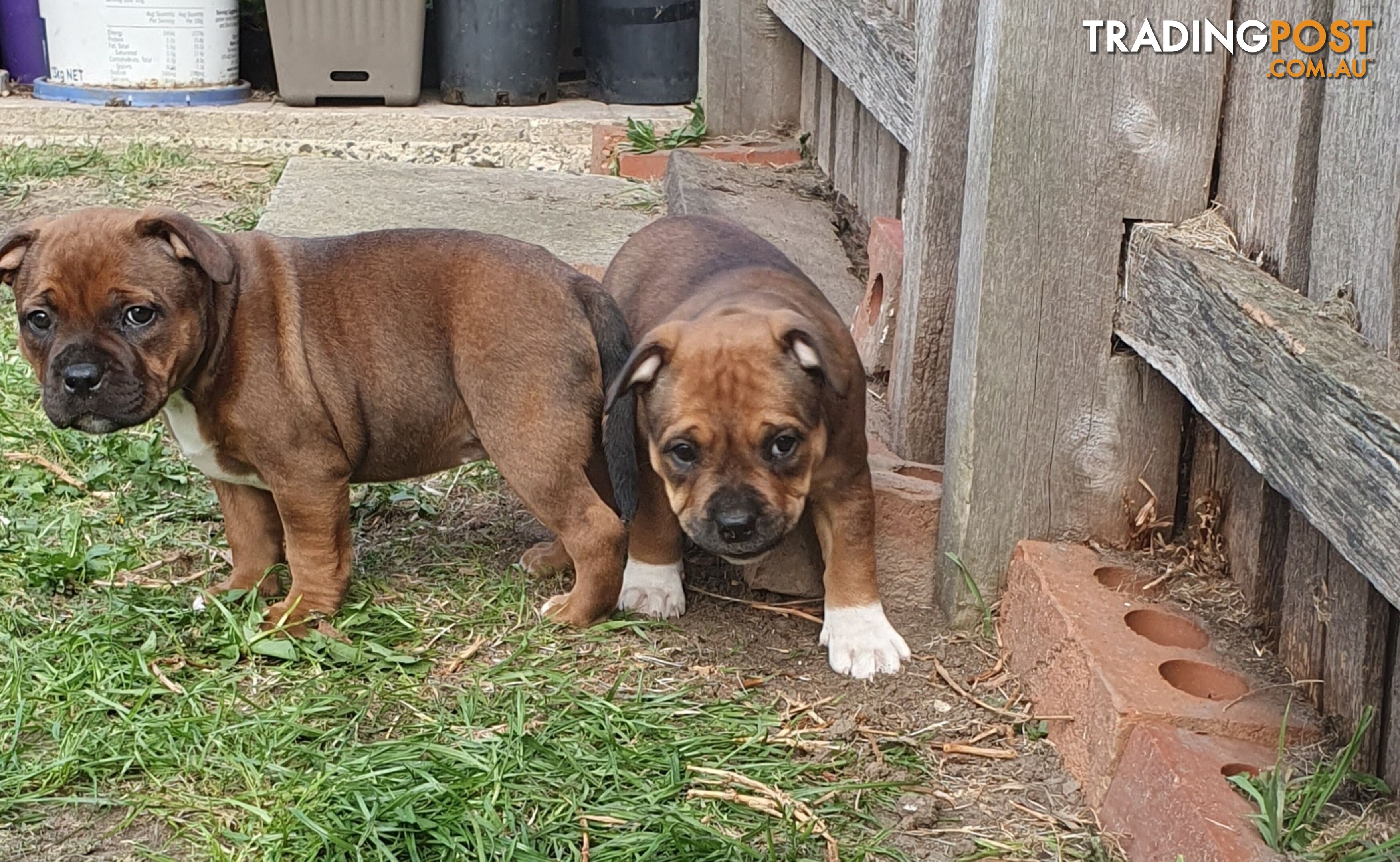 Purebred English Staffy Pups