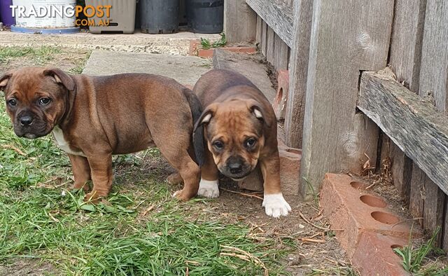 Purebred English Staffy Pups