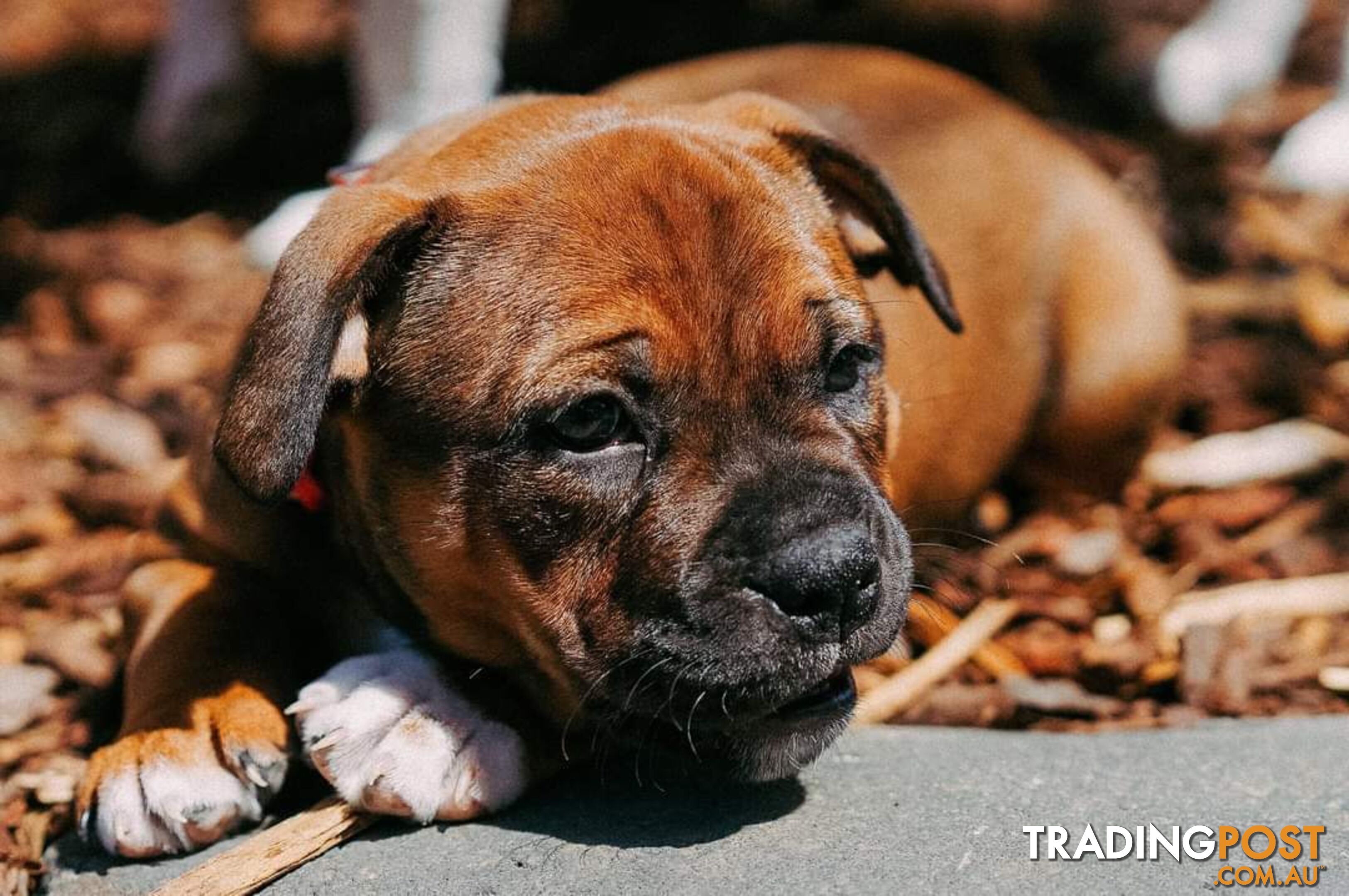 Purebred English Staffy Pups