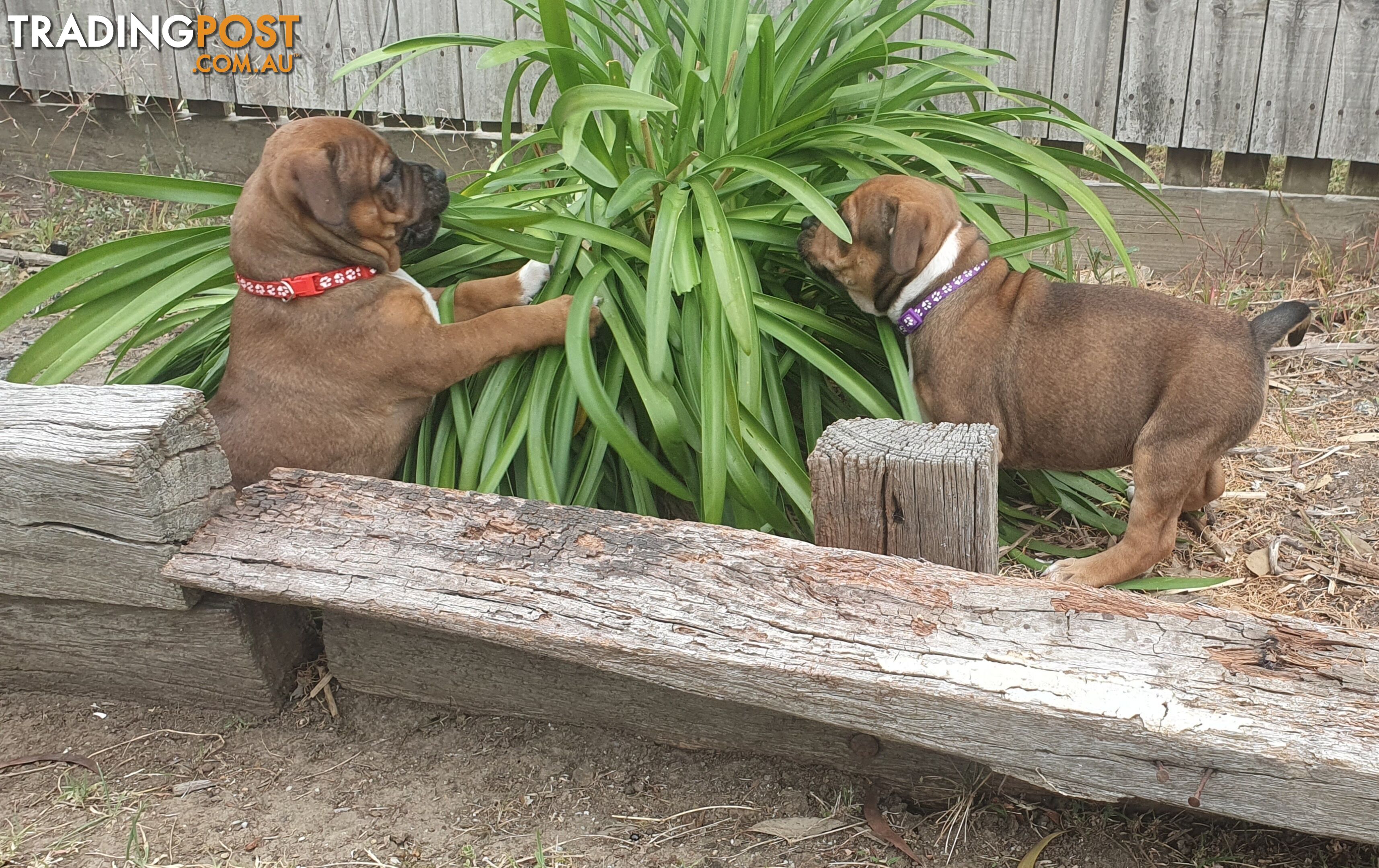 Purebred English Staffy Pups