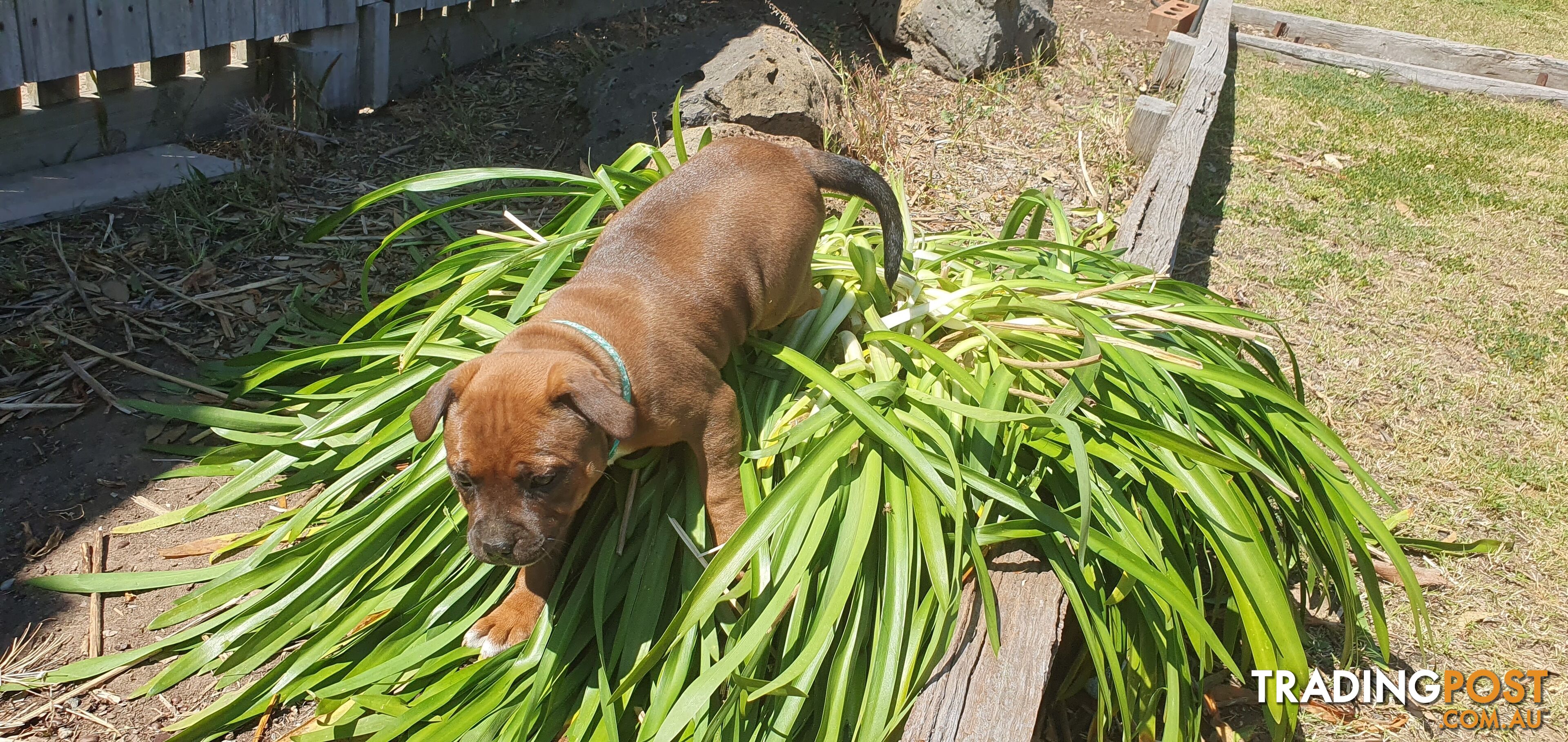 Purebred English Staffy Pups