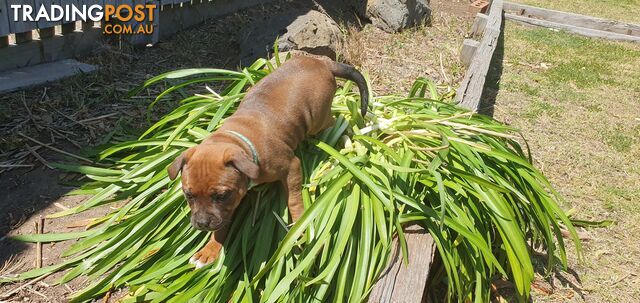 Purebred English Staffy Pups