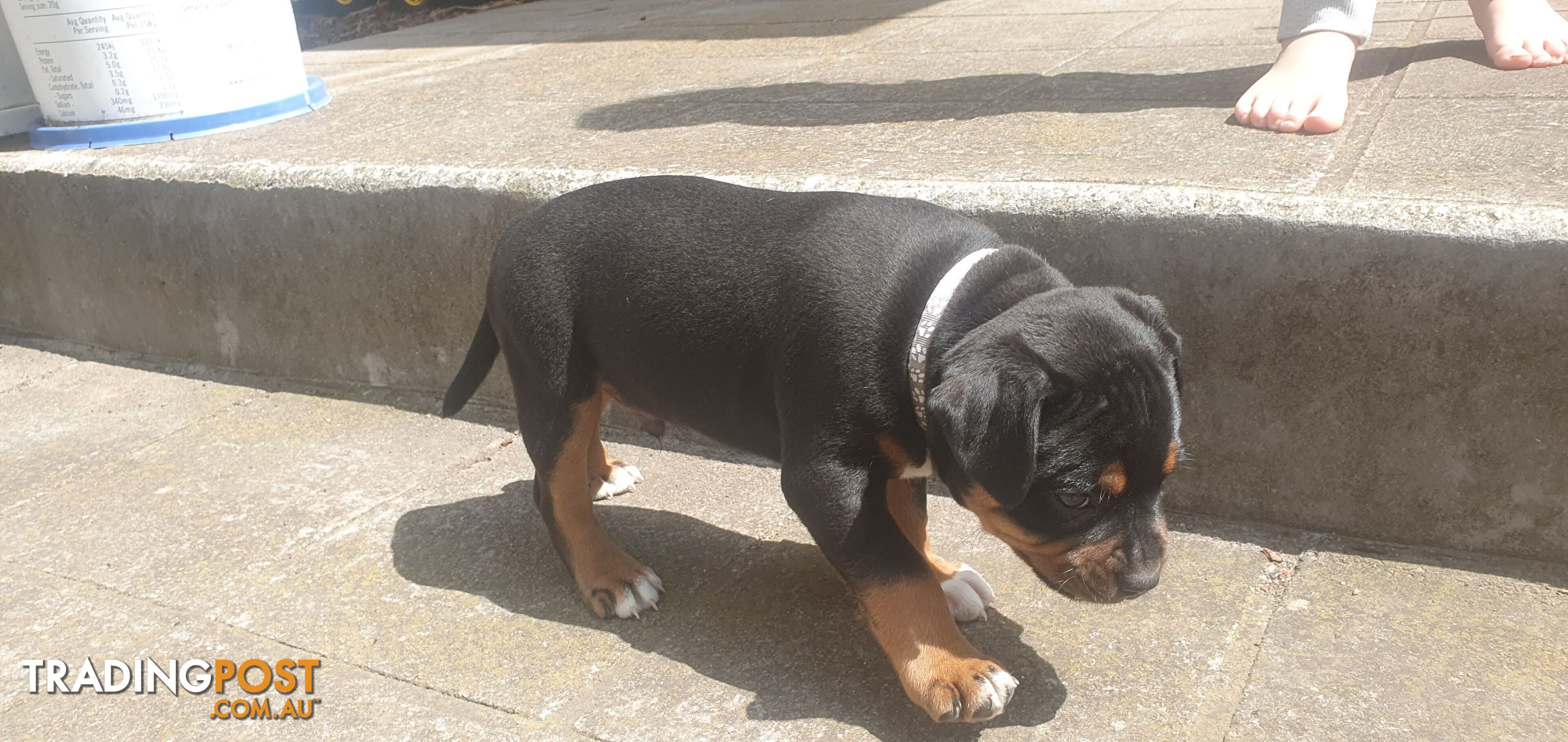 Purebred English Staffy Pups