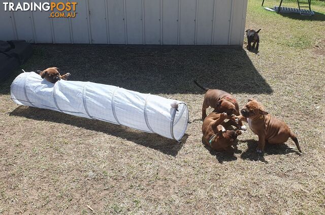 Purebred English Staffy Pups