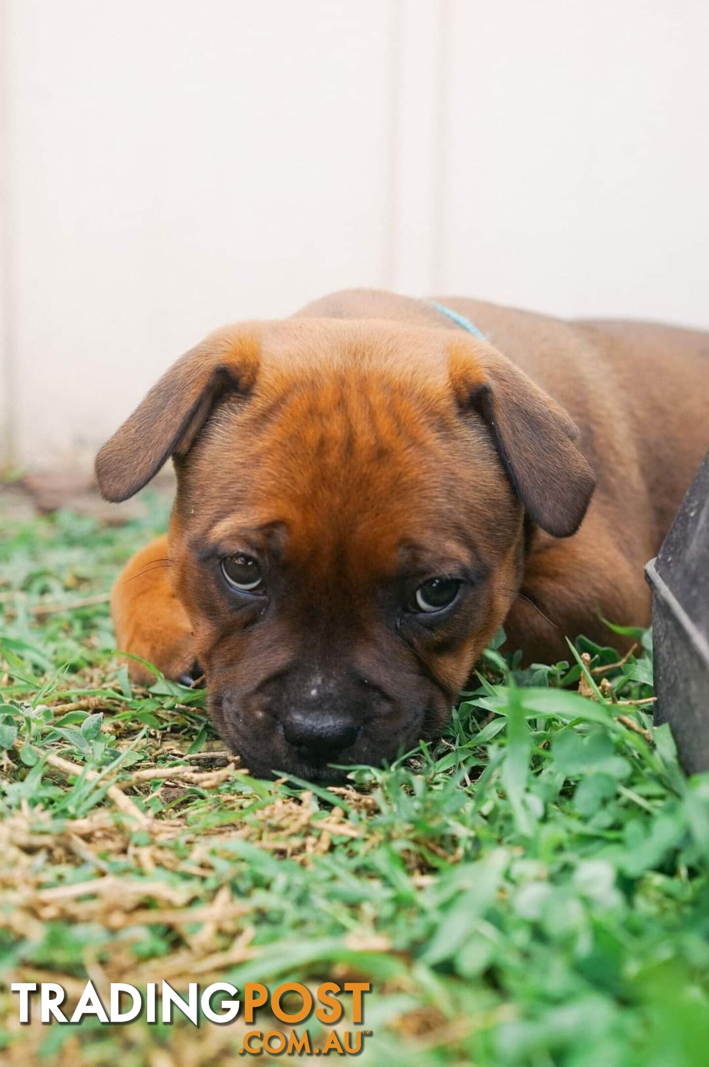 Purebred English Staffy Pups