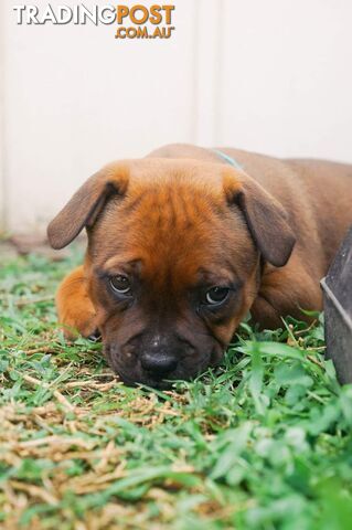 Purebred English Staffy Pups