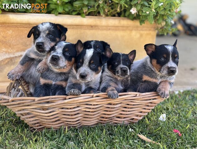 Pure bred blue heeler pups