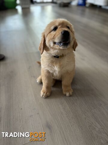 Golden Retriever Puppies