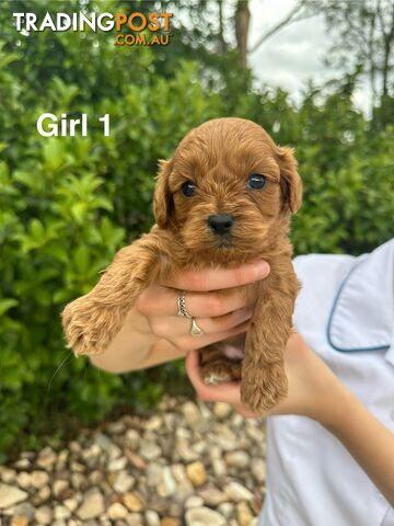 First Generation Cavoodle Puppies Looking for Thier Forever Home