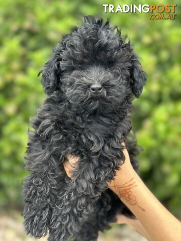 Beautiful Jet Black Cavoodle for sale