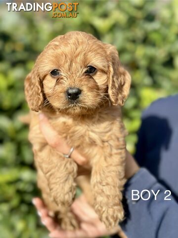 MUST GO THIS WEEK!! First generation ruby Cavoodles