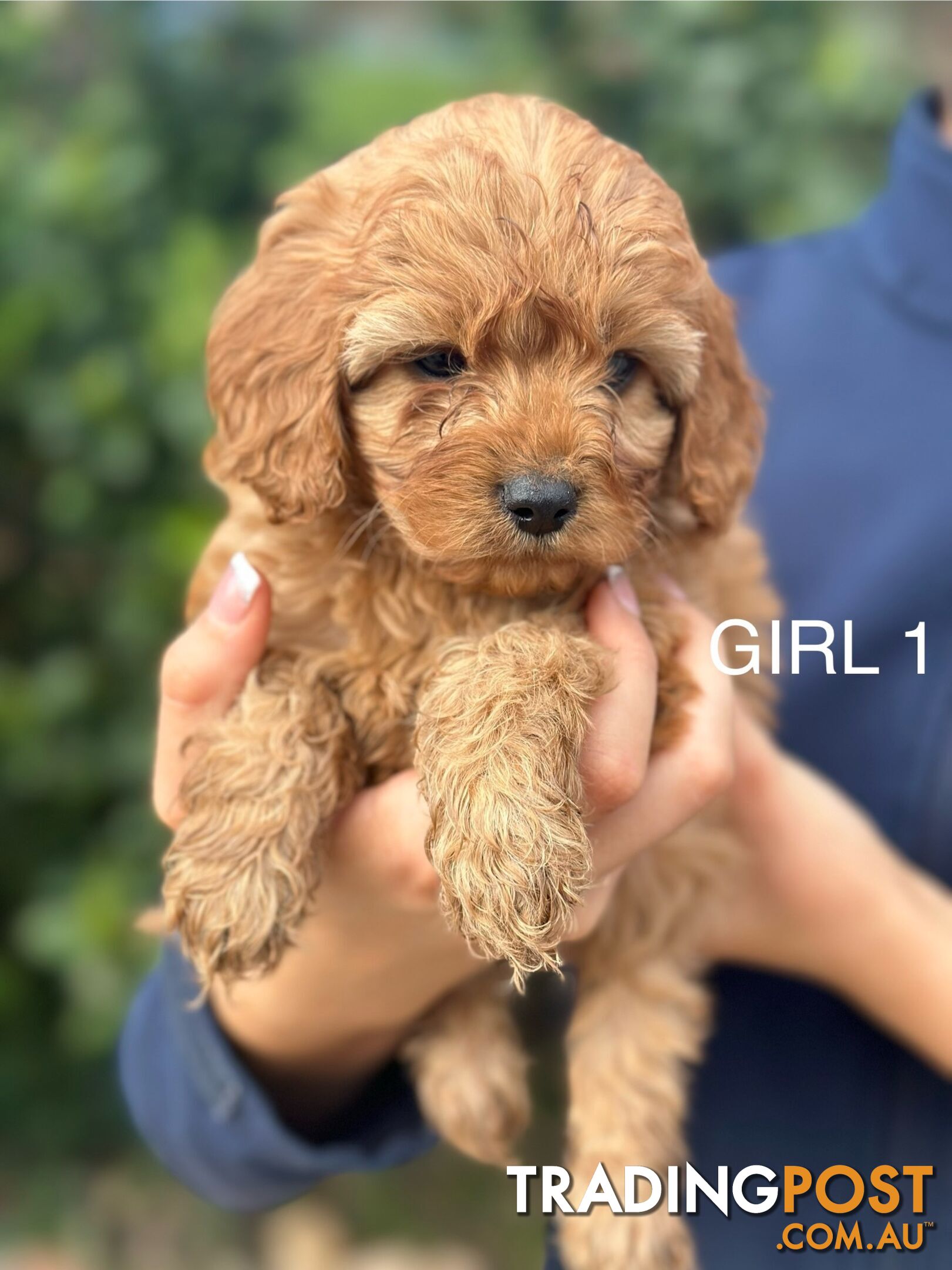 MUST GO THIS WEEK!! First generation ruby Cavoodles