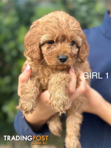 Our last female first gen Cavoodle needs a home