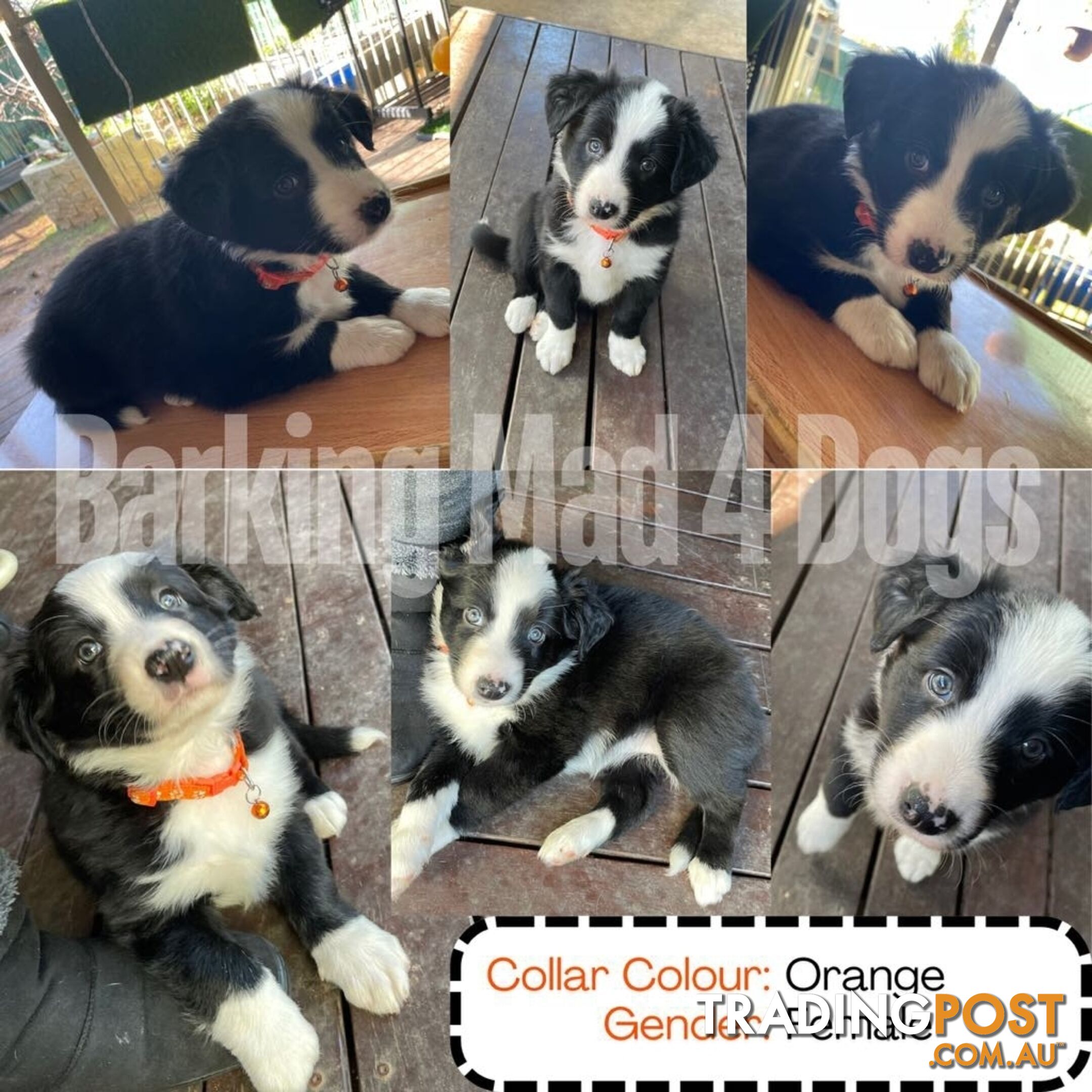 Border Collie purebred puppies