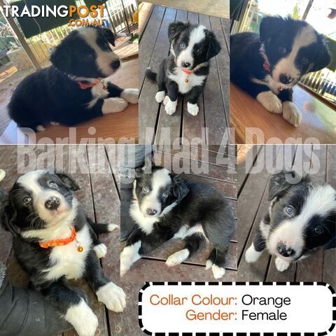 Border Collie purebred puppies