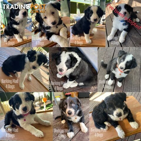 Border Collie purebred puppies