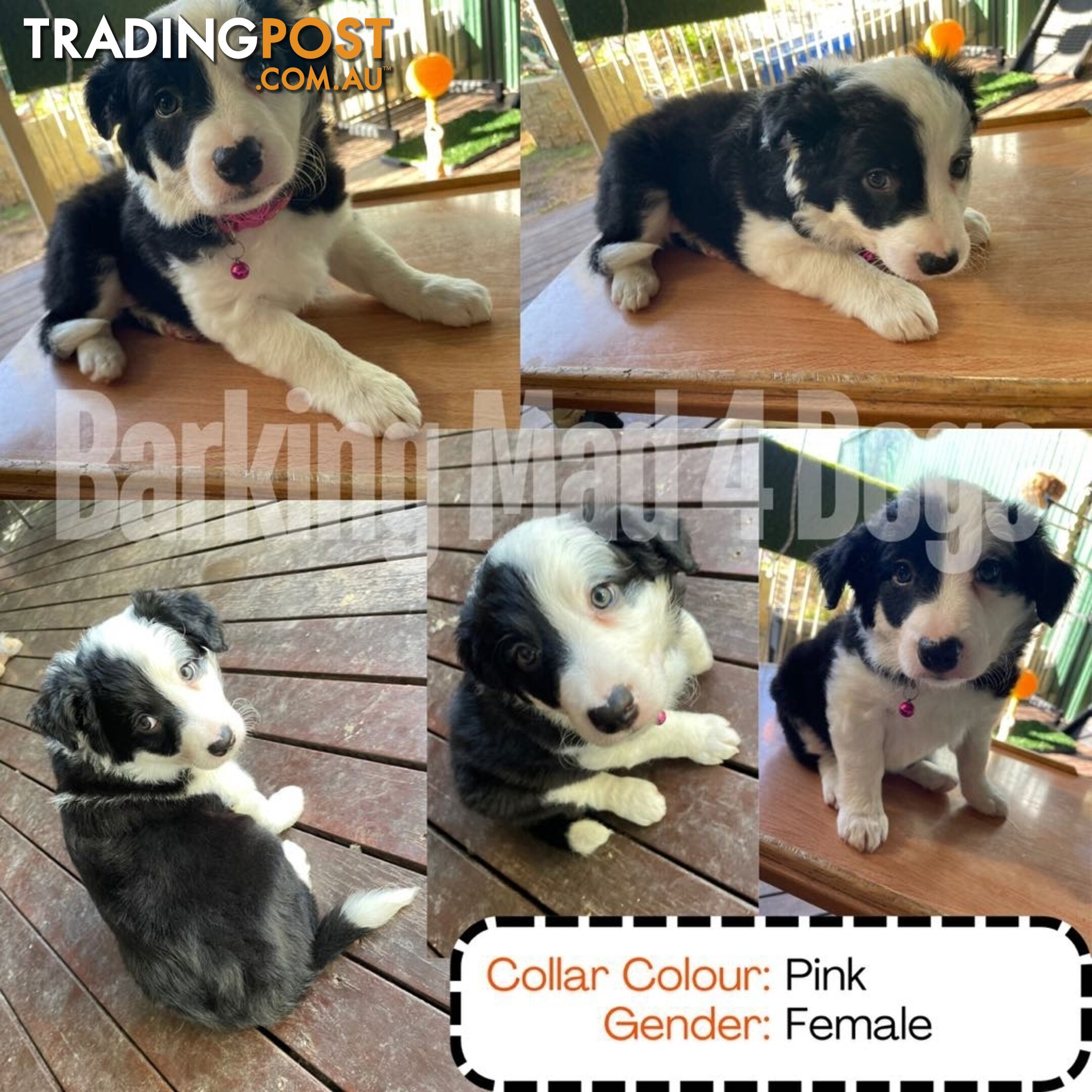 Border Collie purebred puppies