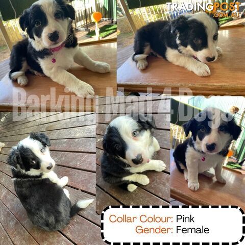 Border Collie purebred puppies