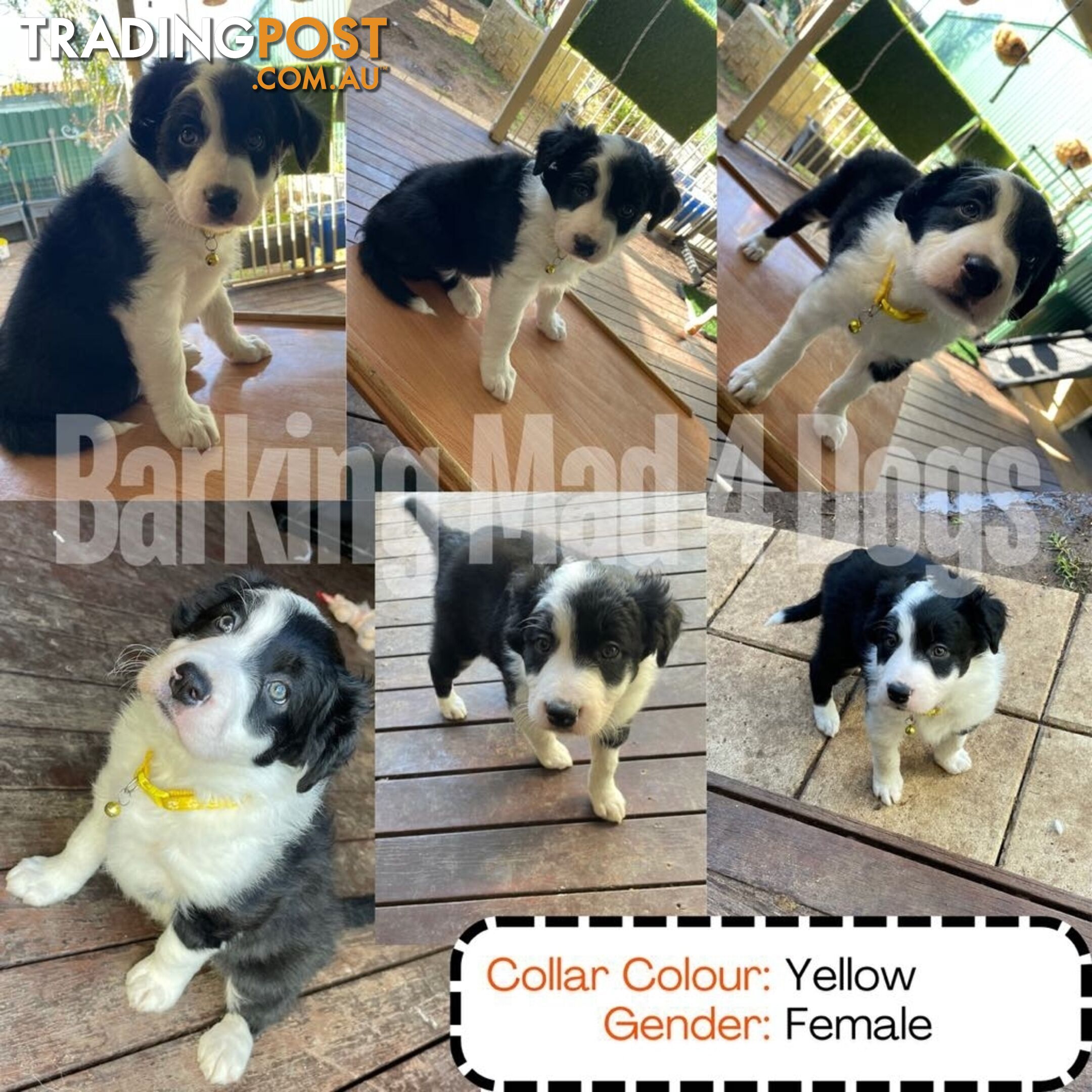 Border Collie purebred puppies