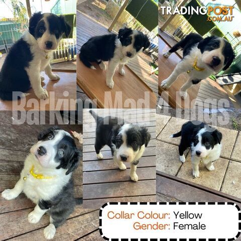 Border Collie purebred puppies