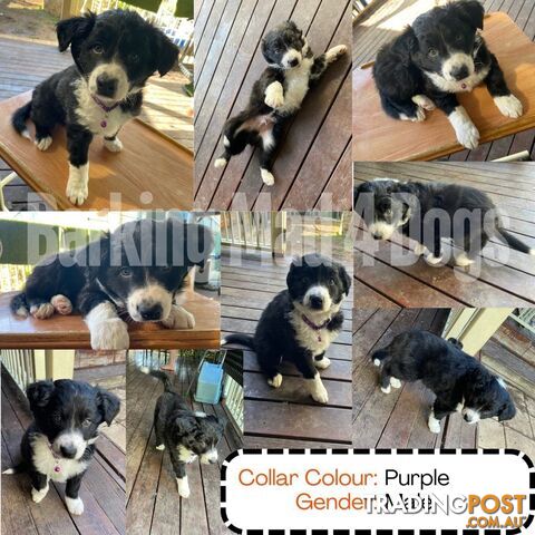 Border Collie purebred puppies