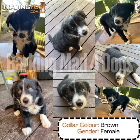 Border Collie purebred puppies