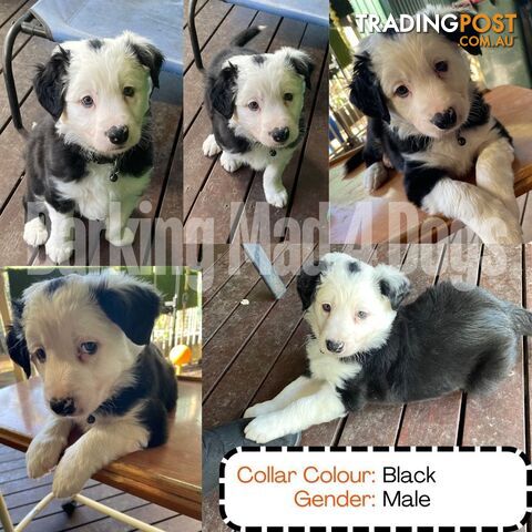 Border Collie purebred puppies