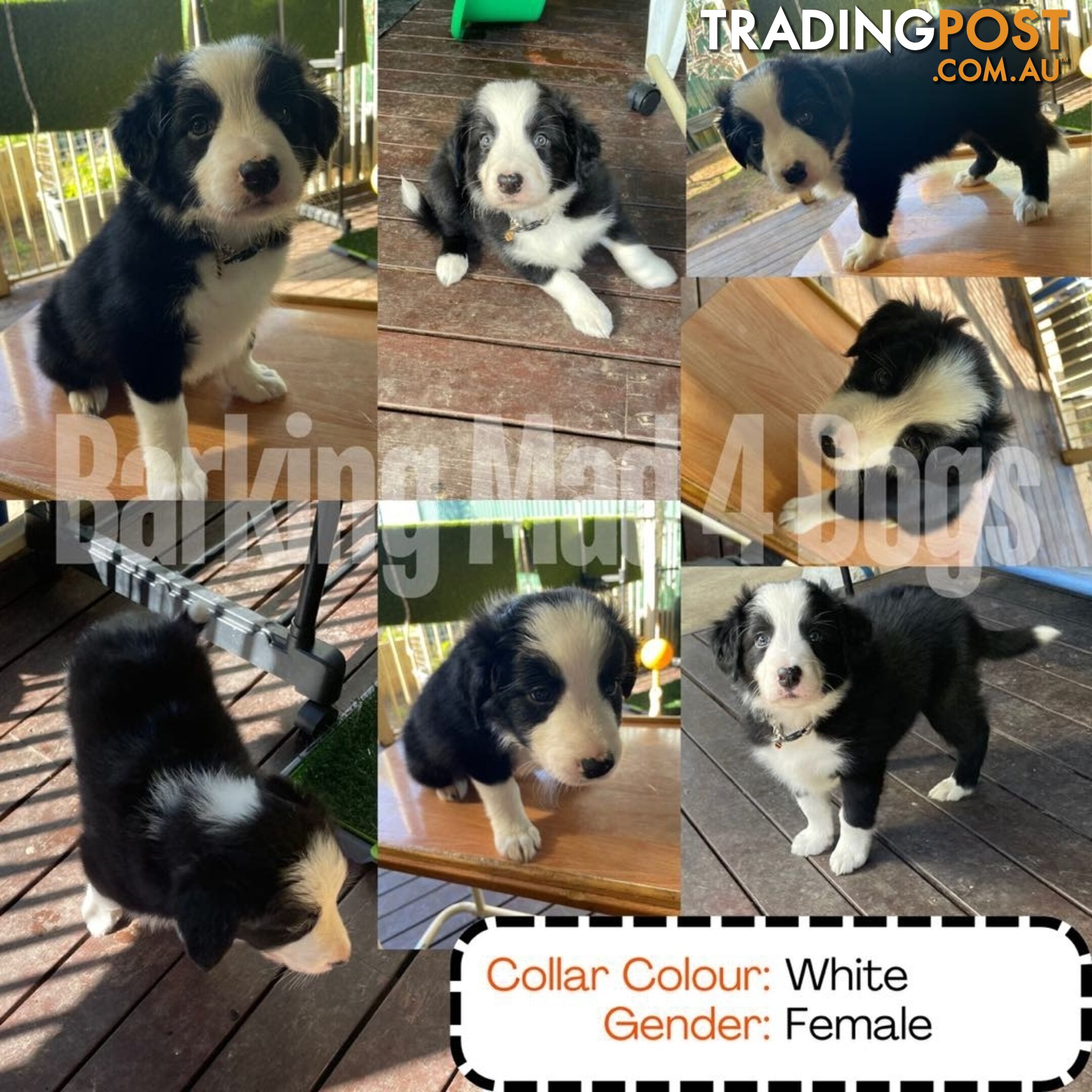 Border Collie purebred puppies