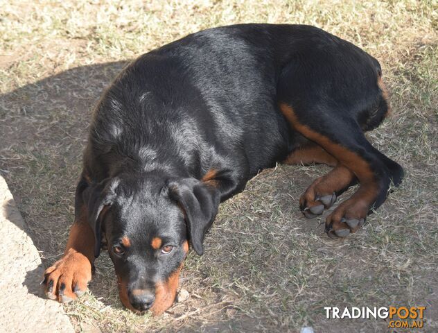 Adorable and O-So Cute Big Purebred Bobtail Rottweiler Puppies