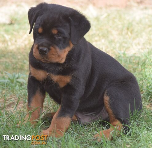 Adorable and O So Cute Purebred German Rottweiler Puppies All bobs