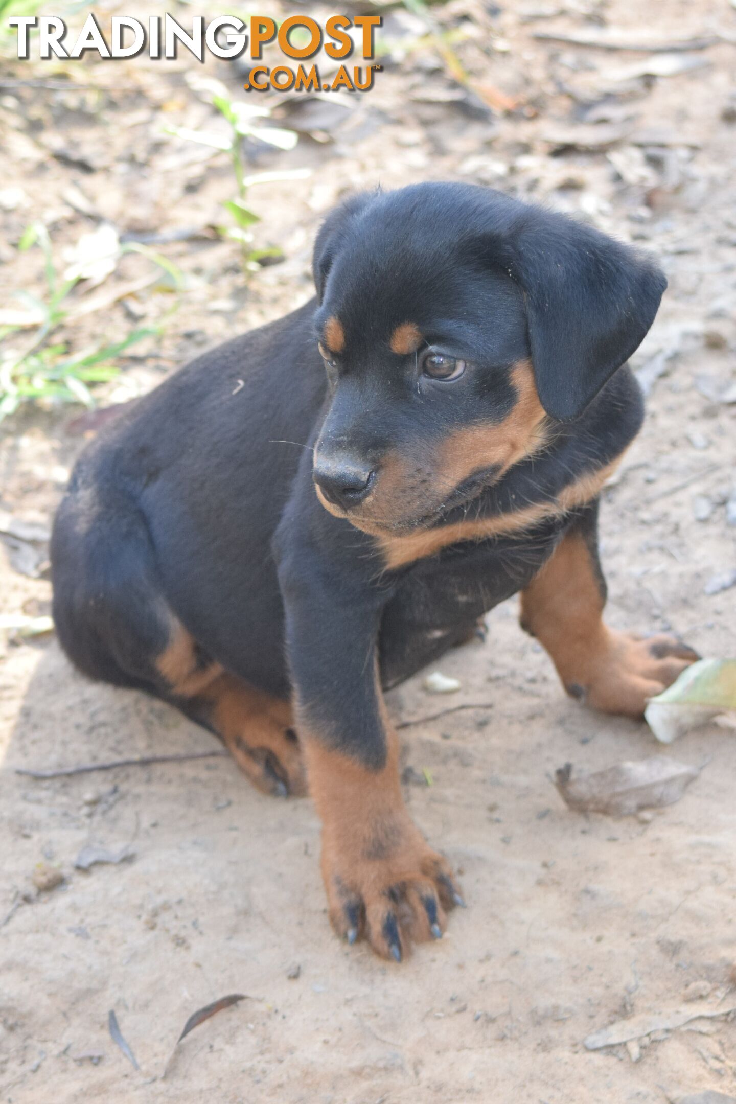 Adorable and O-So Cute Purebred German Rottweiler Puppies