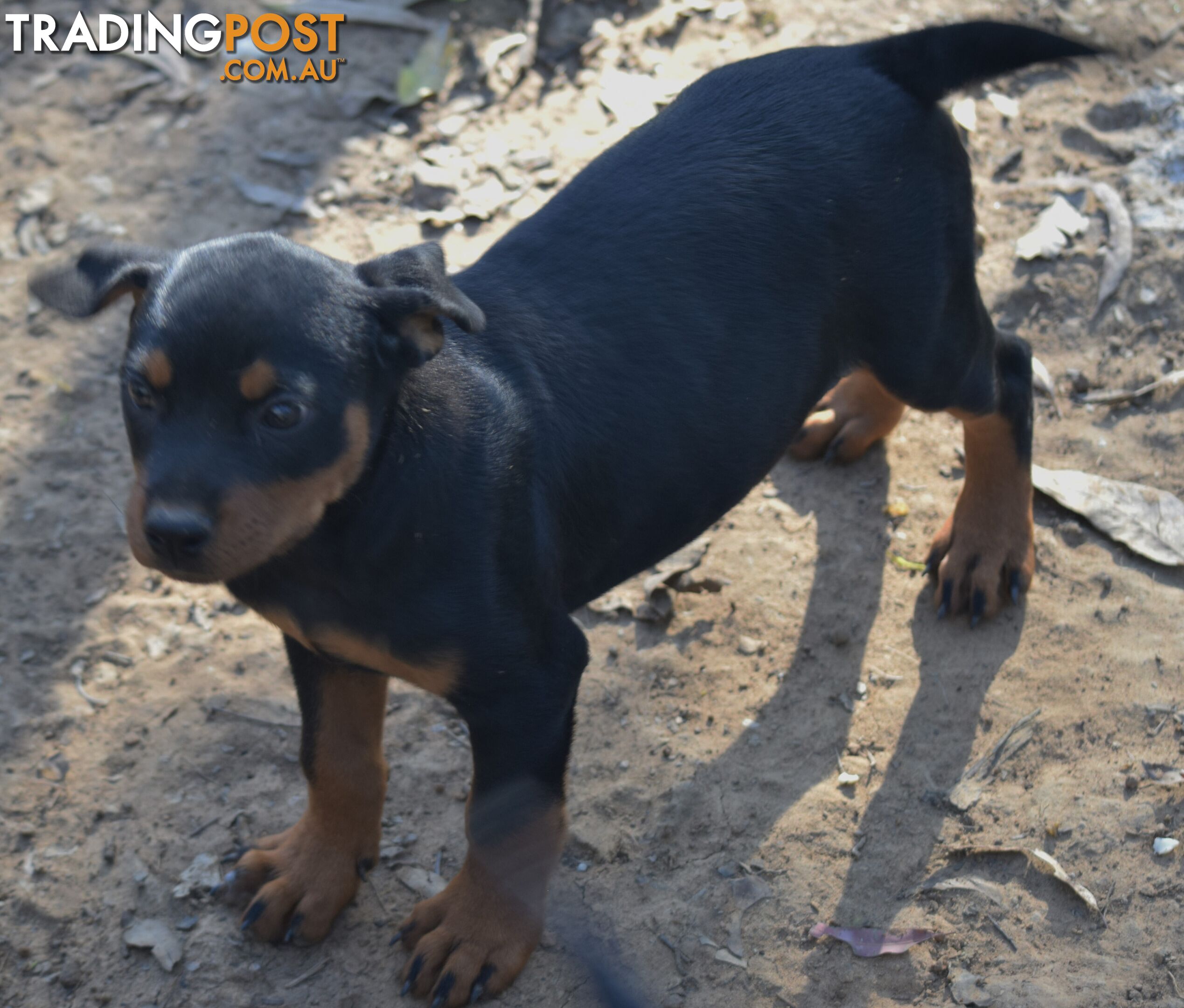 Adorable and O-So Cute Purebred German Rottweiler Puppies