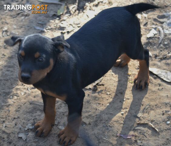 Adorable and O-So Cute Purebred German Rottweiler Puppies