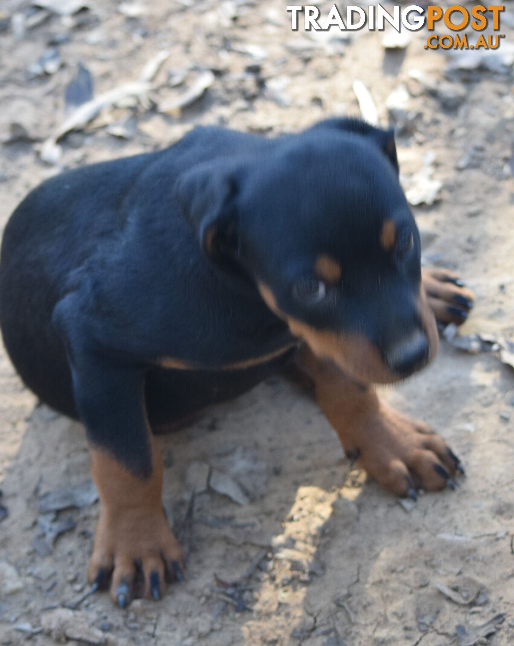 Adorable and O-So Cute Purebred German Rottweiler Puppies