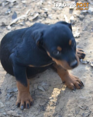 Adorable and O-So Cute Purebred German Rottweiler Puppies