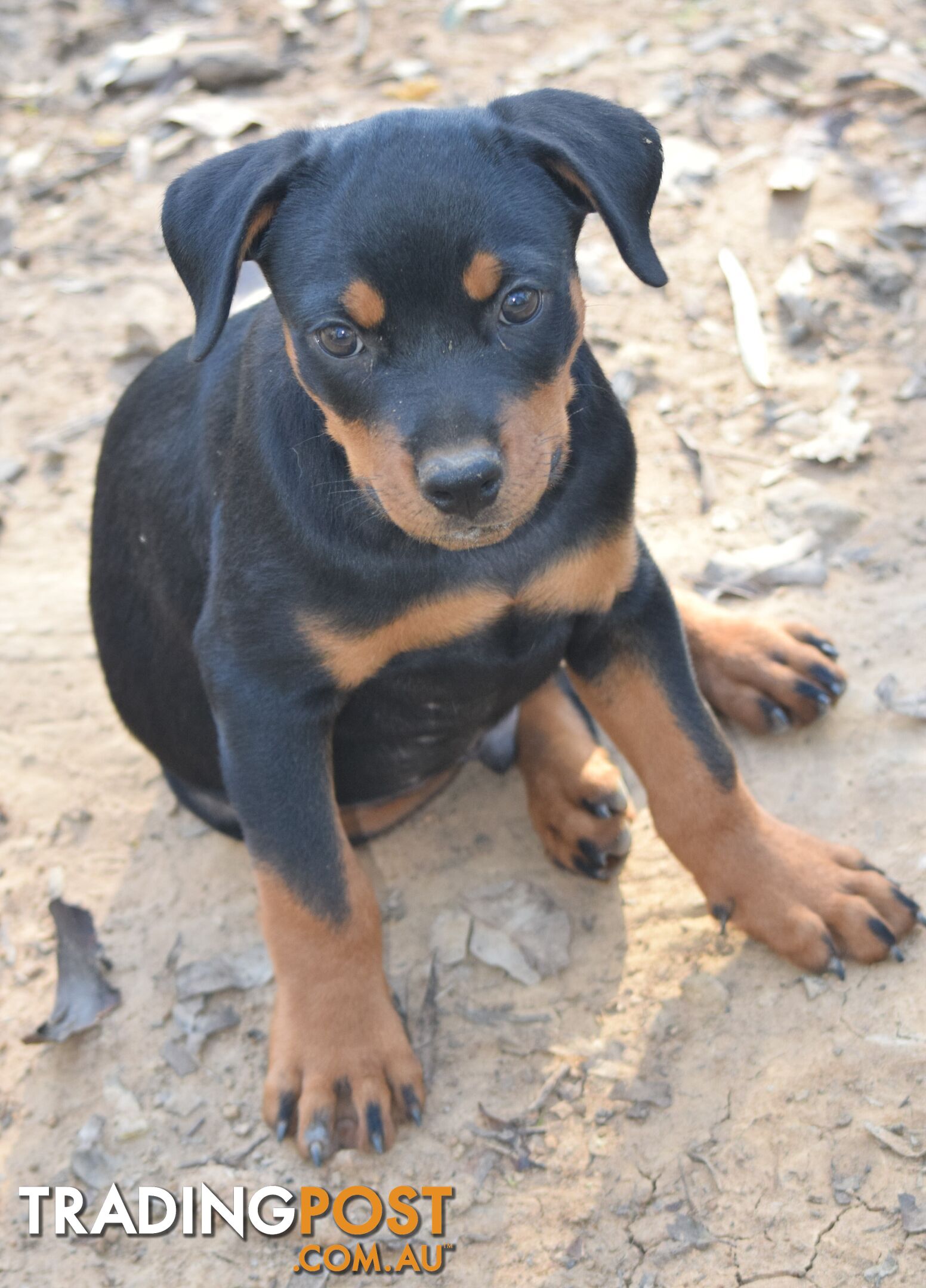 Adorable and O-So Cute Purebred German Rottweiler Puppies