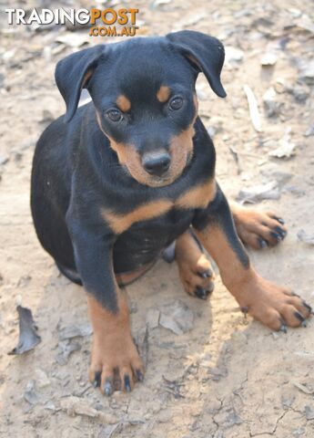 Adorable and O-So Cute Purebred German Rottweiler Puppies